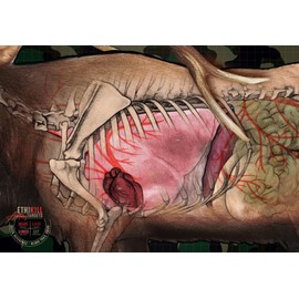 Elk Target 2-Sided Paper Range Targets (3pack) 27" x 39" for Archery & Rifle Hunters | Realistic Educational Anatomy Illustration by EthiKill…