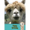 Alpaca Birthday Card