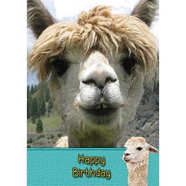 Alpaca Birthday Card