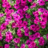 Petunia Seeds - Rose of Heaven - Packet - Pink