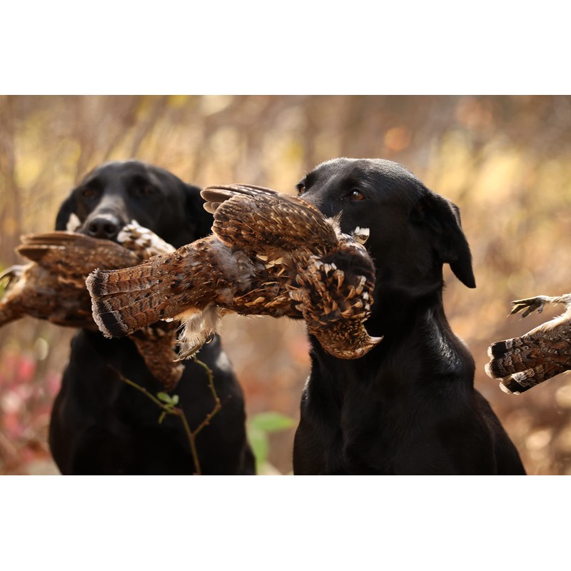 DogBone Grouse Scent for Training Your Bird Dog