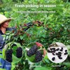 dried mulberries 9.87oz, unsweetened dried mulberries, mulberry snack