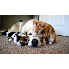 I LOVE MY PETS LLC Dry Skin for Cats - PET Healthy Hair and Coat - for Dogs and Cats - Premium Formula - Vitamin b for Cats - 3 Bottles (180 Treats)