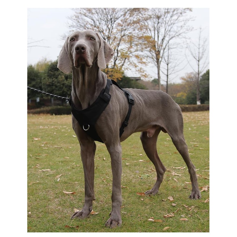 No-Pull Dog Harness, Heavy Duty Adjustable Harness with Soft Padding,