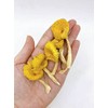 Dried Chanterelle Pfifferling mushroom 雞油菌 雞油菇 Free airmail (500 grams)