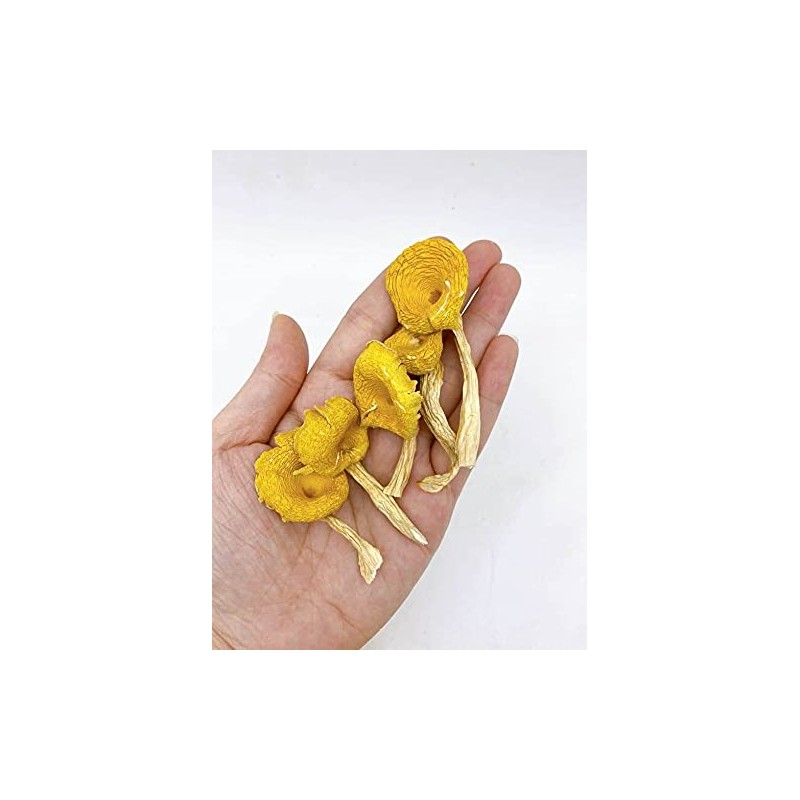 Dried Chanterelle Pfifferling mushroom 雞油菌 雞油菇 Free airmail (500 grams)