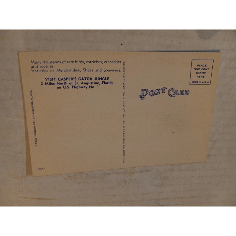 Baby Alligators Casper's Gator Jungle St Augustine Florida FL Unposted