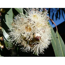 Fresh Lemon-Scented Gum (Eucalyptus citriodora), 50 seeds