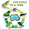 Mbrain5pcs Frog Growth Cycle with Flash Cards,Life Cycle Learning &