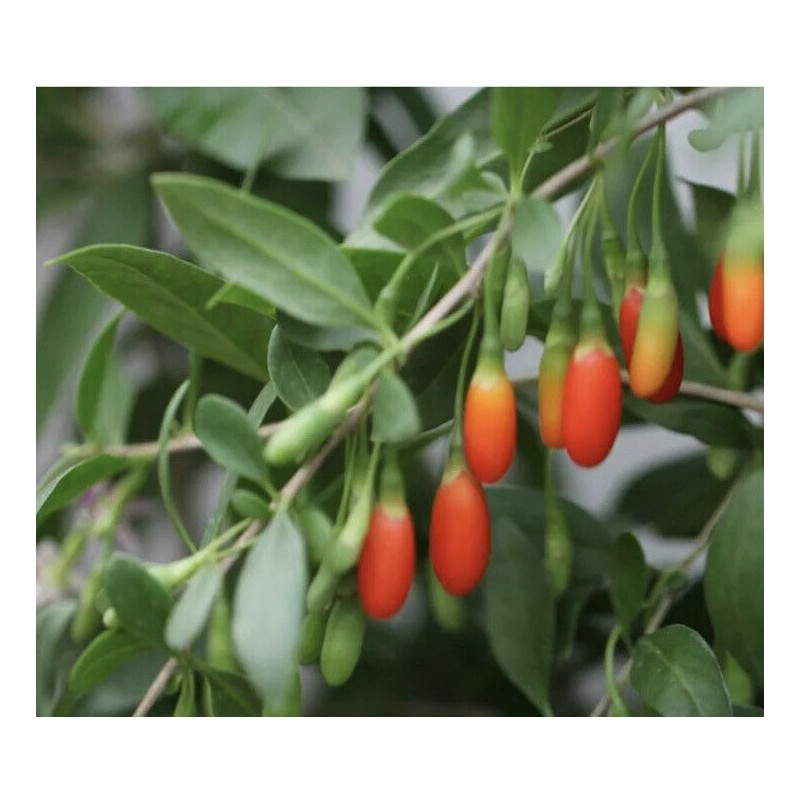 Tree Goji Berry Plant 2pcs Cuttings With Pot Live Plant