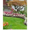 EraGreen Lawn Edging 4.5 cm x 1 m – Plastic