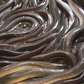 Eel, Made in Japan, Calcium Powder, 2.1 oz (60 g) x 1 Bag, Additive-Free Powder, Includes Dedicated Spoon