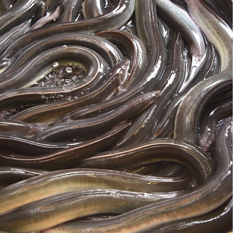 Eel, Made in Japan, Calcium Powder, 2.1 oz (60 g)