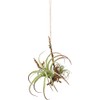Posh Living 80916 Hanging Air Plant, Large, Green