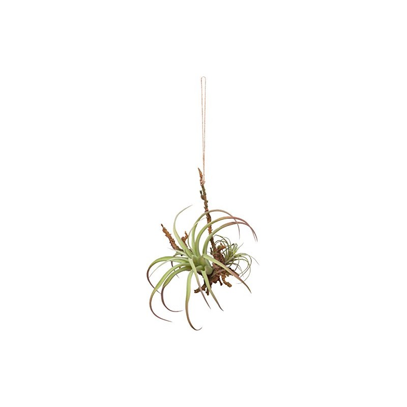 Posh Living 80916 Hanging Air Plant, Large, Green