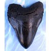 Massive 6-Inch Megalodon Shark Tooth, with serrations(Replica)