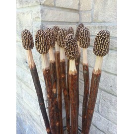 Morel Mushroom Hickory Hand Carved Hiking Stick All One of a Kind