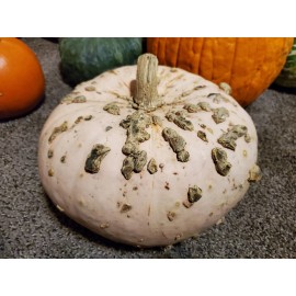 Oregon Sugar Peanut French Heirloom Pumpkin Seeds - 10 - Grown In Oregon