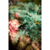 Juniper Blue Chip - 20 Live Plants - Juniperus Horizontalis