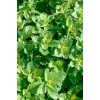 Lemon Balm seeds (Melissa officinalis)