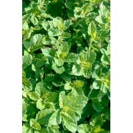 Lemon Balm seeds (Melissa officinalis)