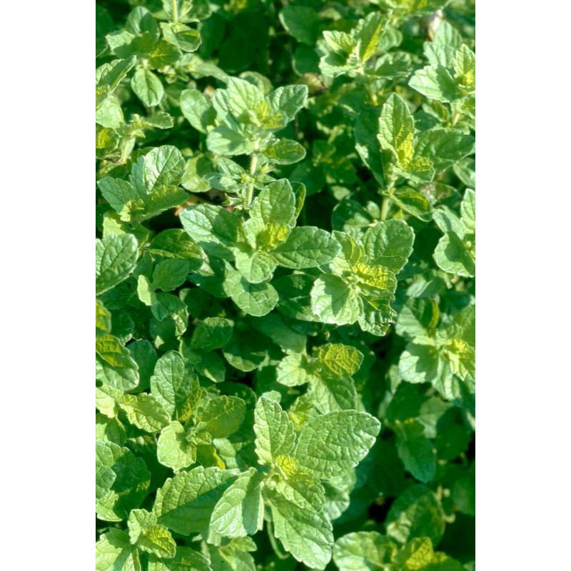 Lemon Balm seeds (Melissa officinalis)
