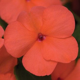 Outsidepride 75 Seeds Impatiens Xtreme Salmon Shade Garden Flower Seeds for Planting