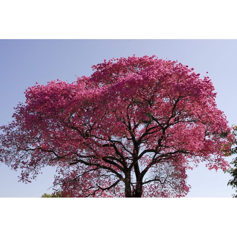 Health Embassy Lapacho Bark (50g)