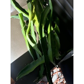 ORGANICO 3  DRAGON FRUIT CUTTINGS 8-14 Inches