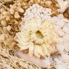 AhlsenL Real Dried Flowers, Natural Dried Flowers Mixed, Hydrangeas, Daisies,