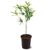 Nuttall Oak Tree, Adaptable, Deciduous, Shade Tree, Acorn Producing, 2-3