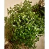Plantko Organic Swedish Ivy 8 Cuttings $14.99