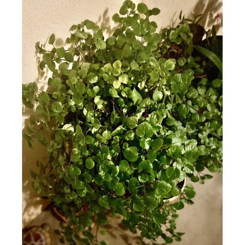 Plantko Organic Swedish Ivy 8 Cuttings $14.99