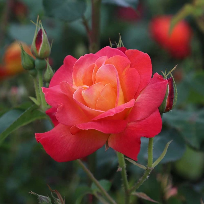 Heirloom Roses Climbing Rose Plant - Piñata Climber Rose Bush,