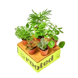 Rooted® Baby Furry Friends Box, Live, Live Indoor, Home Decor, Easy to Grow, Easy to Care, Low Maintenance and Beautiful Assorted Foliage Indoor Houseplants