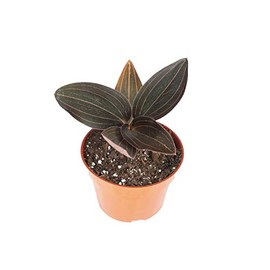 Black Jewel Orchid (Ludisia discolor): A Stunning Orchid with Velvety Dark Leaves and Intricate Veining 4 inch Pot from California Tropicals