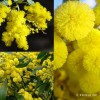 Fresh Acacia Golden Wattle Tree Seed fresh 40 seeds .