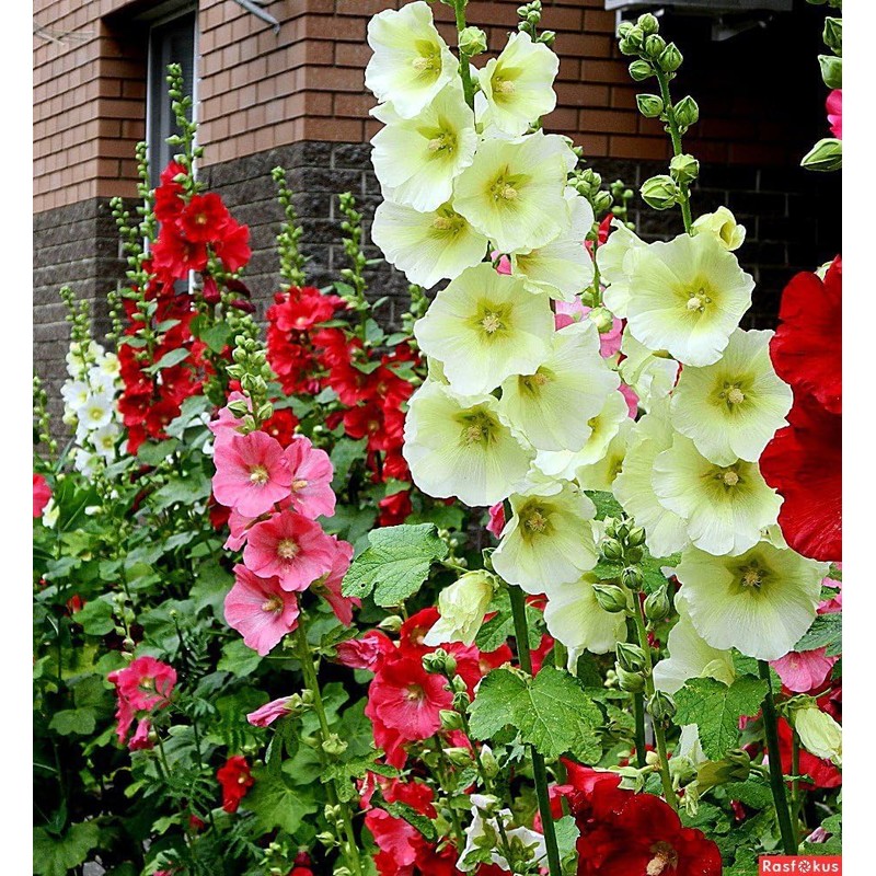 KIRA SEEDS - Seeds Hollyhock Spring Mix - Perennial Flowers