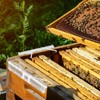 Qualirey 24 Pcs Plastic Beehive Beekeeping Tools Set Hive Beetle