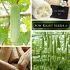 Sow Right Seeds - Luffa Gourd Seed for Planting -
