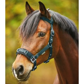 WALDHAUSEN Economic Lunging Halter Fir Green VB