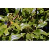 Whole Cloves (Clavo de Olor) Weights: 5 Lbs (5 LBS)
