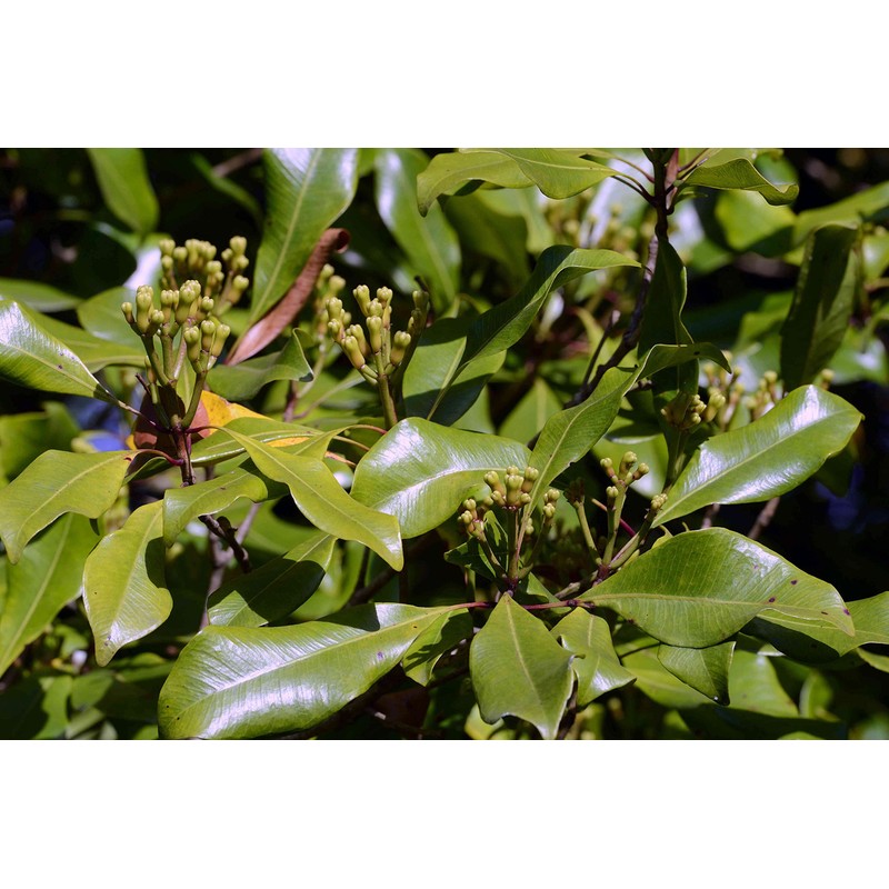 Whole Cloves (Clavo de Olor) Weights: 5 Lbs (5 LBS)