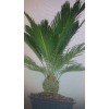 trust in G forms 12 pc Palm Tree Seeds