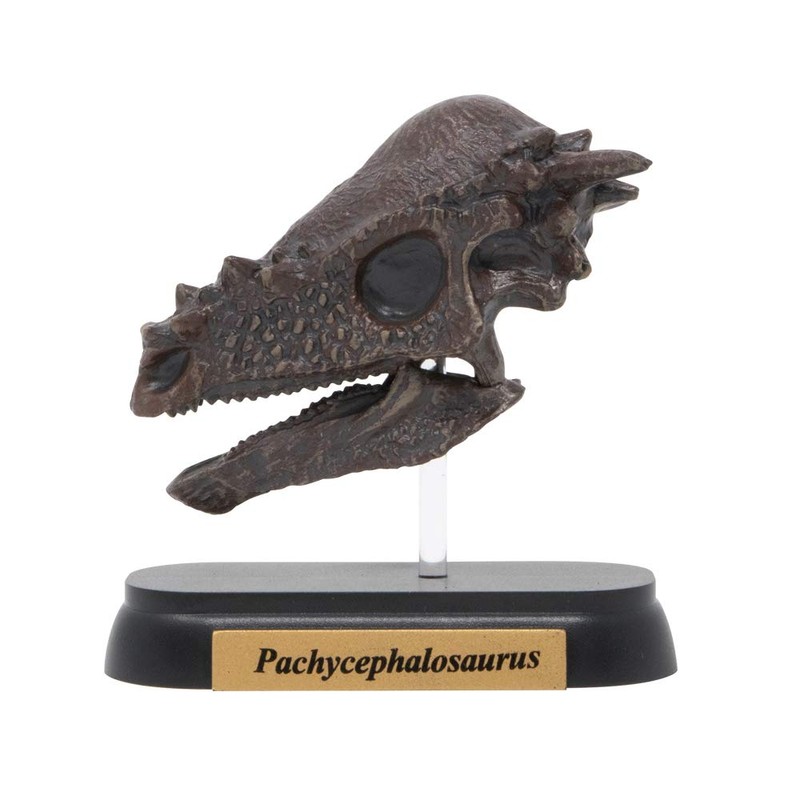 73508 Dinosaur pakikefarosaurusu Skull Mini Model (FDW – 508)