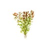 SubstrateSource Live Aquarium Stem Plants - Freshwater Aquatic Plant for