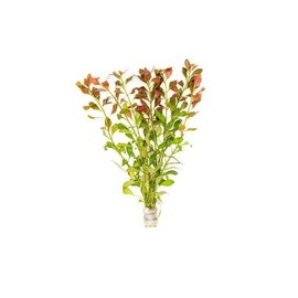 SubstrateSource Live Aquarium Stem Plants - Freshwater Aquatic Plant for Fish Tanks, Aquascaping - (Ludwigia Repens, 4 Bunches)