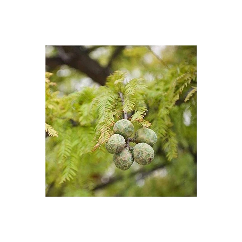 CZ Grain 10 Bald Cypress Bonsai Seeds for Planting Exotic