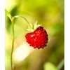 Seeds Wild Strawberry Alexandria 100+ Seeds to Grow Perennial