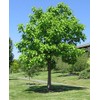 Catalpa (speciosa - North catalapa) Nice Garden Tree by Seed